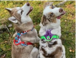 Truelove Reflective Dog Harness – No Pull, Fully Adjustable